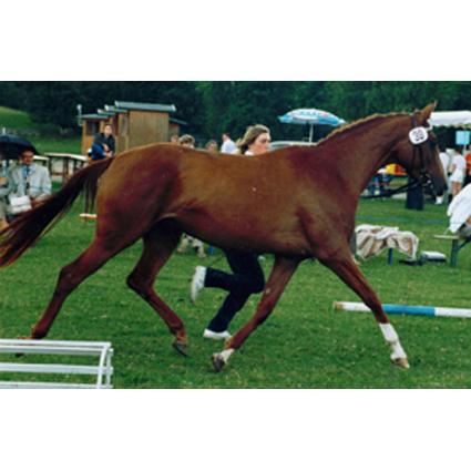 Foto:&nbsp;Gest&uuml;tsarchiv